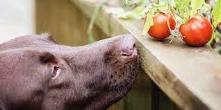 Are green tomatoes bad for dogs best sale