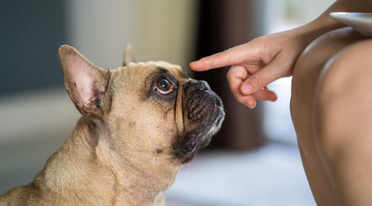 7 Ways to Get Your Dog to Stop Barking - Pet Parlour Australia