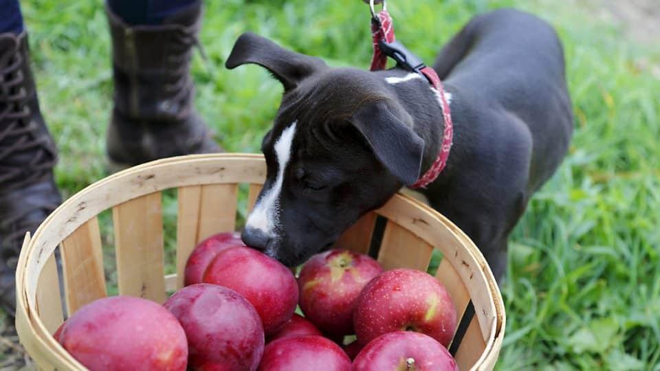 can a dog die from eating apple seeds