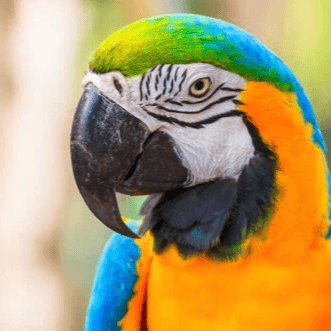 Bird Accessories - Pet Parlour Australia