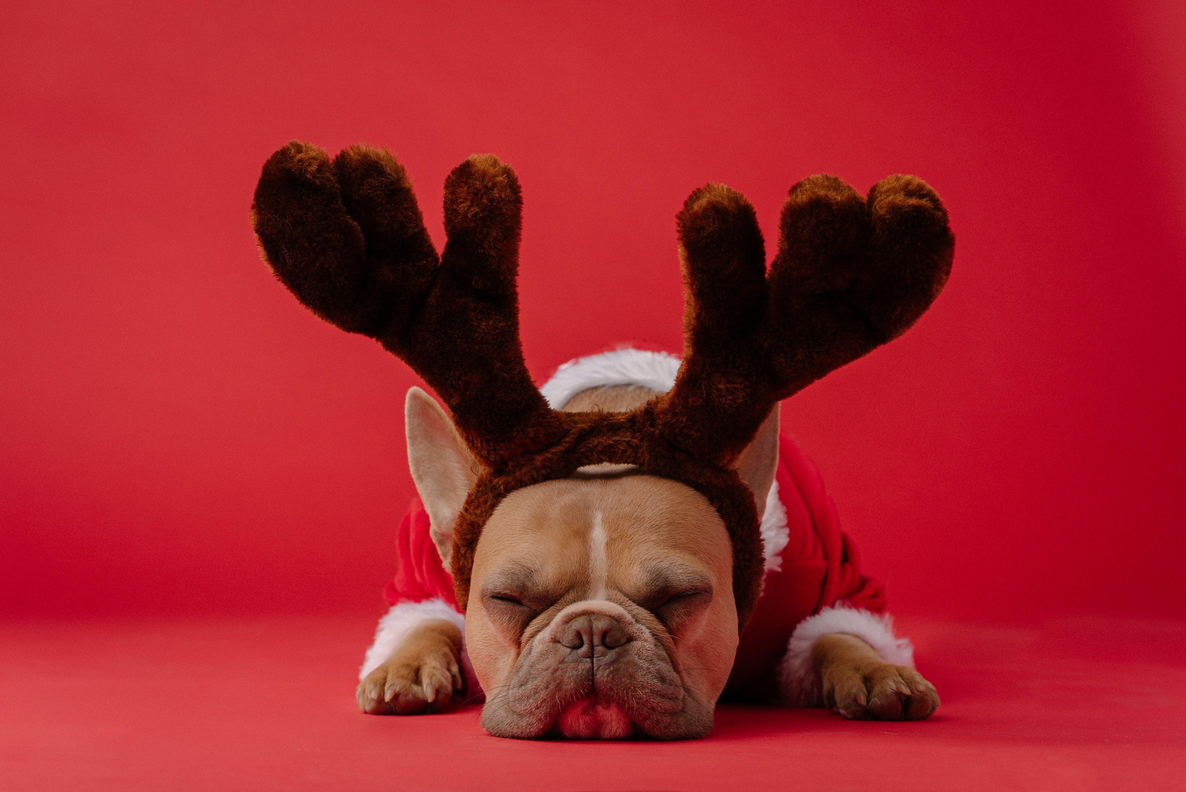 Christmas Presents For Dogs - Pet Parlour Australia