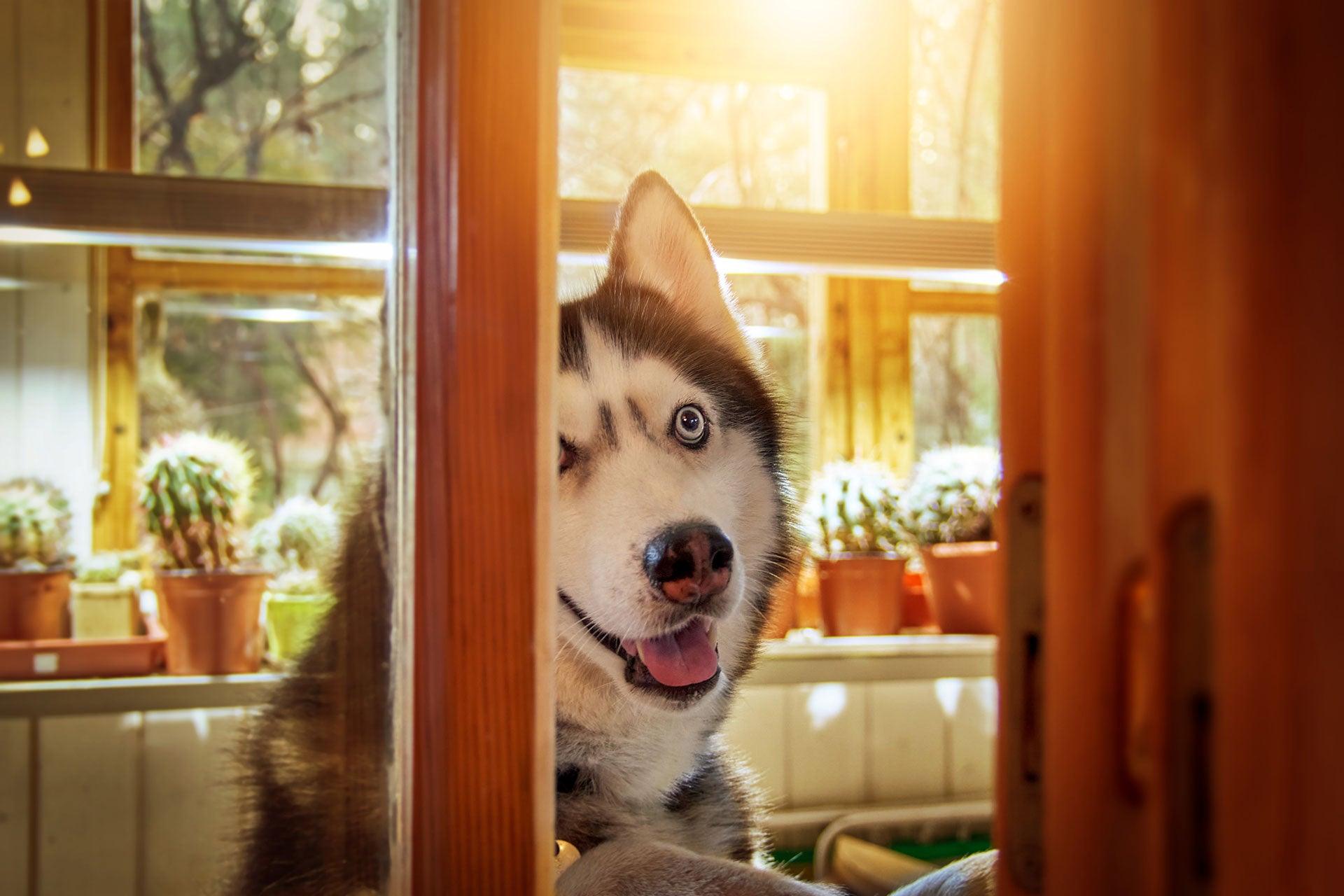 21 Ways to Keep a Dog Busy Indoors - Pet Parlour Australia