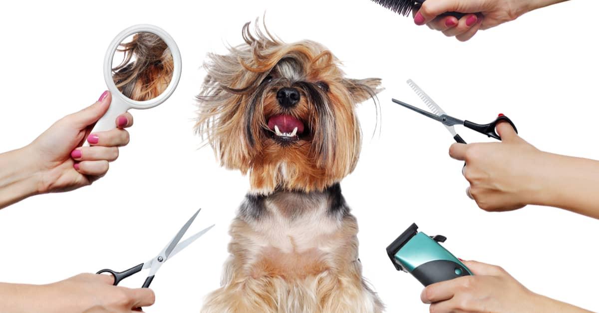 Ultimate guide to using dog hair clippers - Pet Parlour Australia