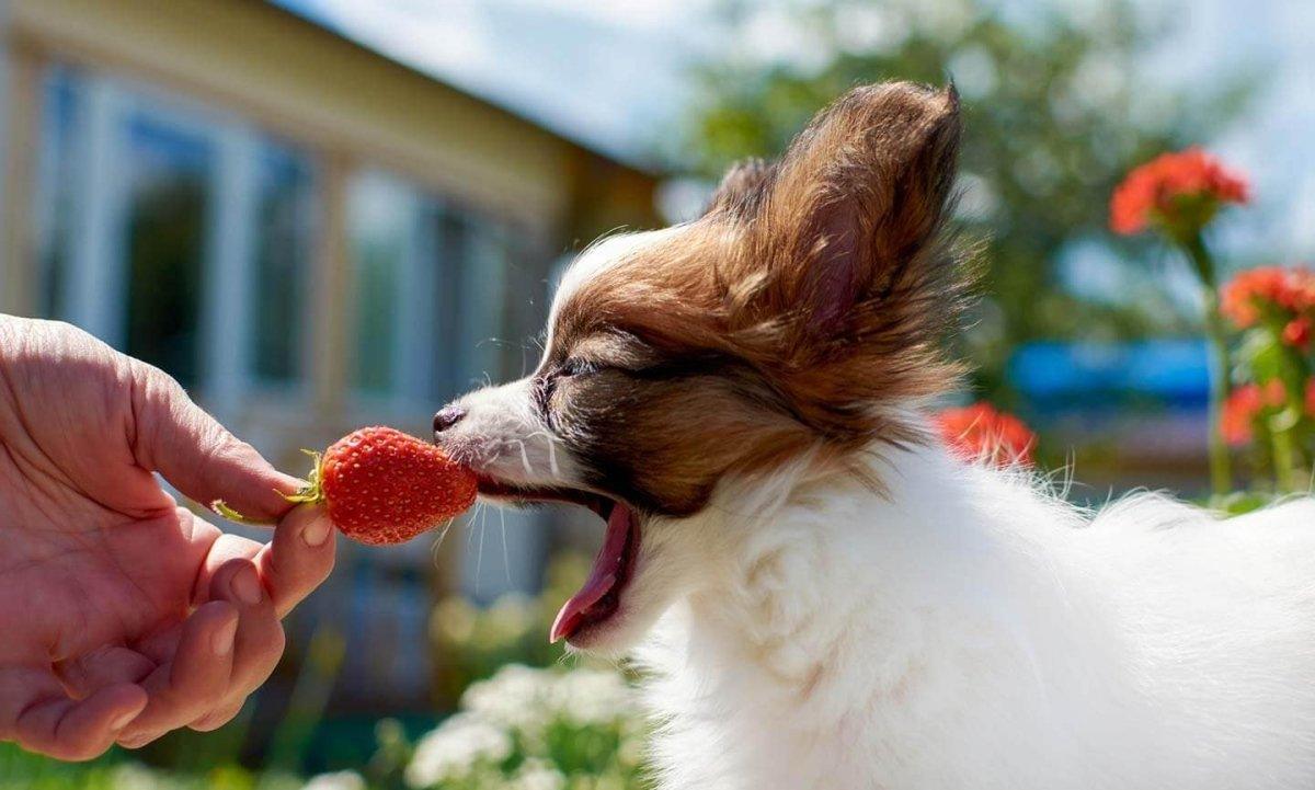 Can dogs eat Strawberries? - Pet Parlour Australia