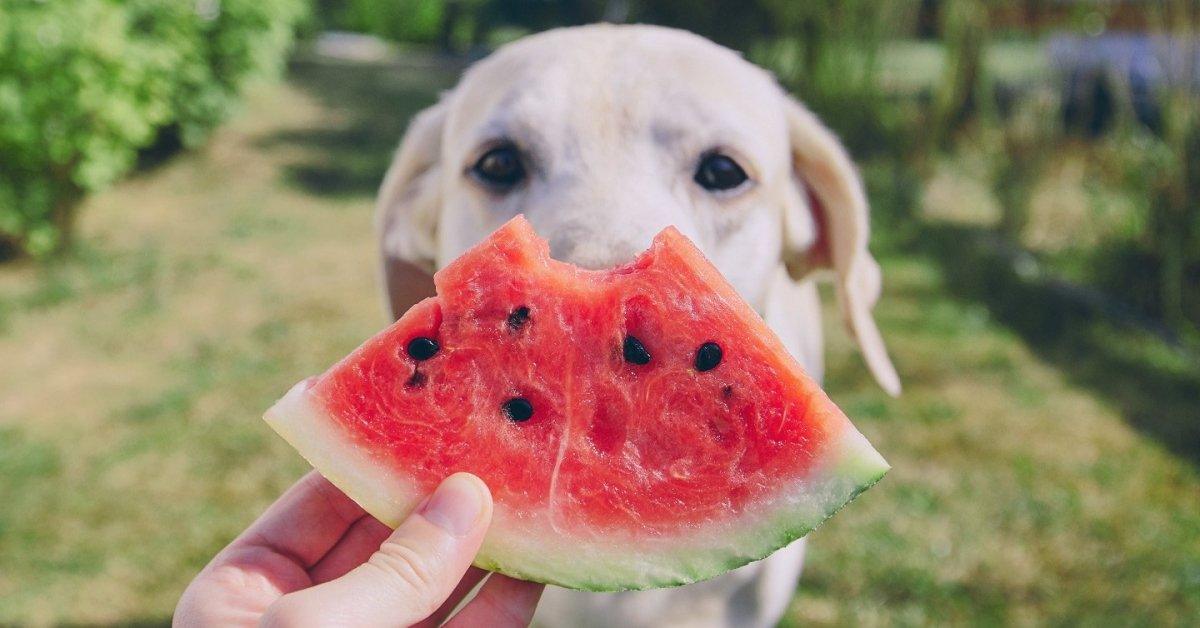 Can dogs eat watermelon? - Pet Parlour Australia
