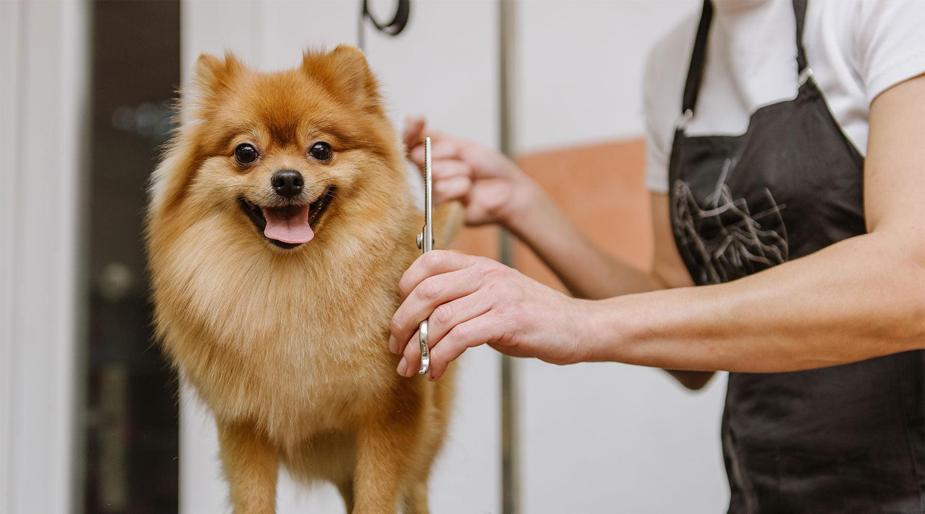 From Frazzled to Fabulous: Transform Your Dog’s Coat With Clippers - Pet Parlour Australia
