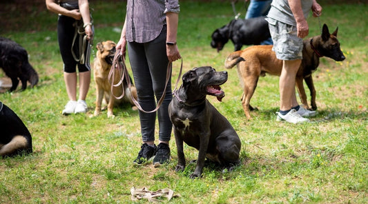 The Pros and Cons of Different Dog Training Techniques: Which One Is Right for Your Dog? - Pet Parlour Australia