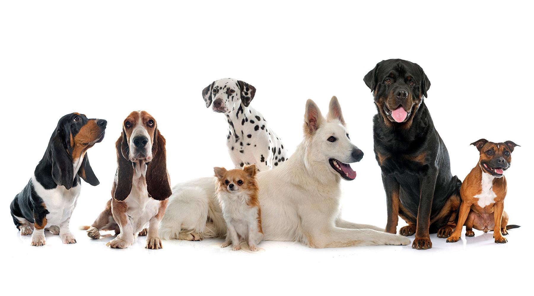 The Beginners Guide to Choosing a Dog Breed - Pet Parlour Australia