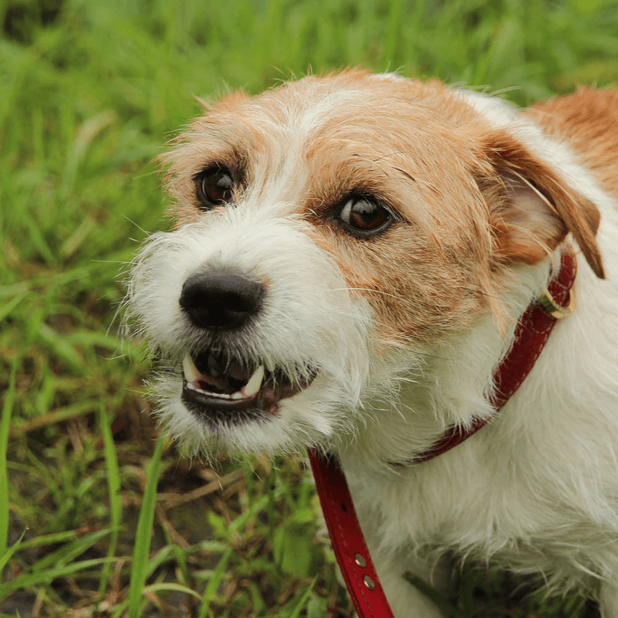 A Guide to Understanding Some Of Your Dog’s Behavioural Issues - Pet Parlour Australia