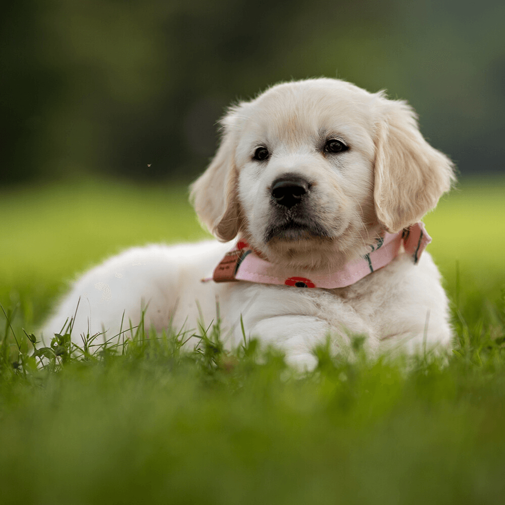 A Beginner’s Guide to Raising a Puppy: Everything You Need to Know - Pet Parlour Australia