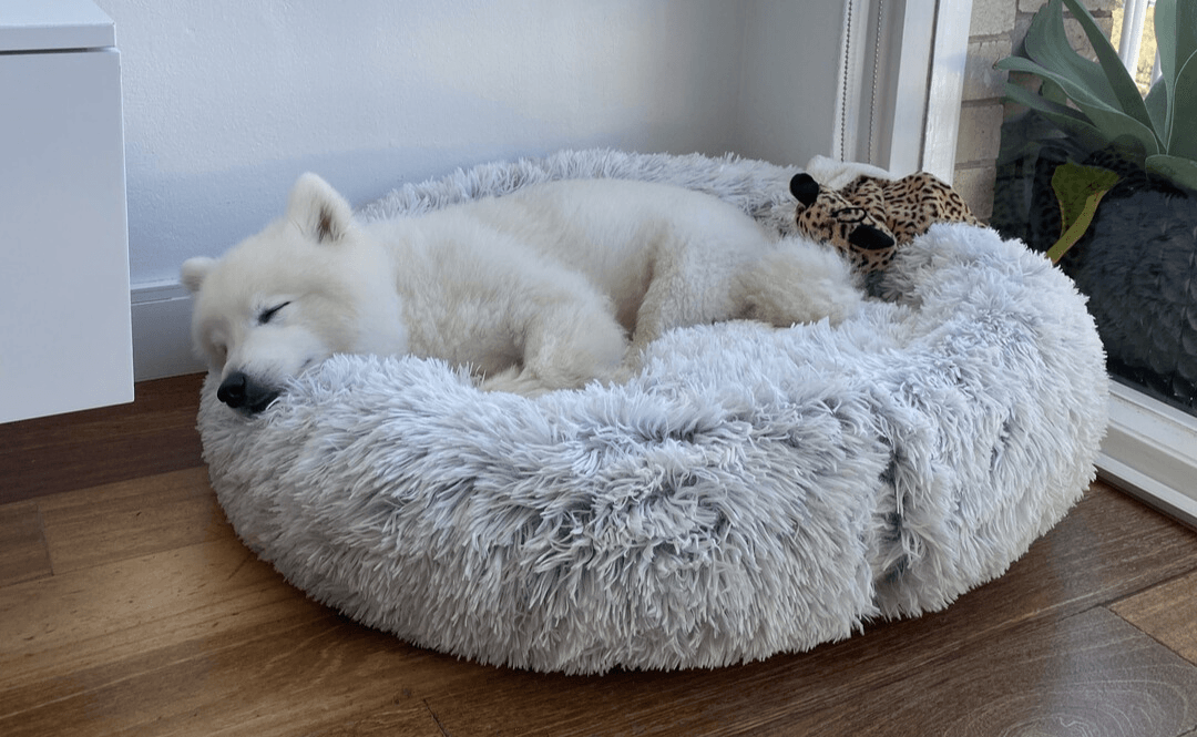 How a Washable Dog Bed Can Improve Your Dog’s Quality of Life - Pet Parlour Australia