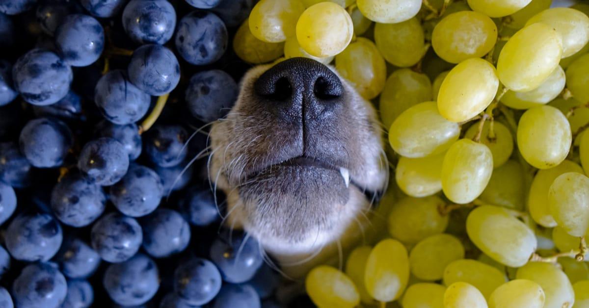 Can dogs eat grapes? - Pet Parlour Australia