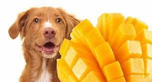 Can dogs eat Mango? - Pet Parlour Australia