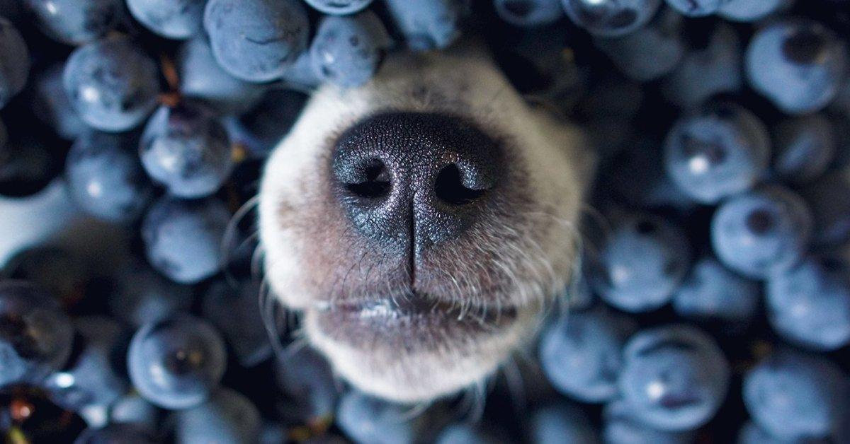 Can dogs eat blueberries? - Pet Parlour Australia