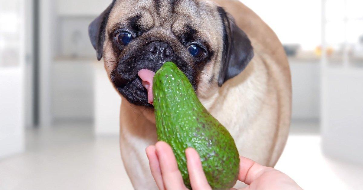 Can dogs eat avocado? - Pet Parlour Australia