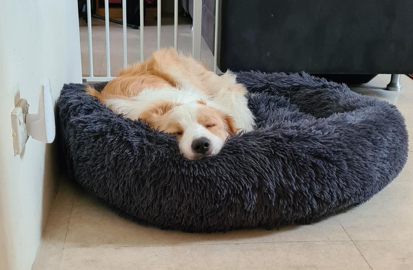The Science Behind Why Calming Dog Beds Work - Pet Parlour Australia
