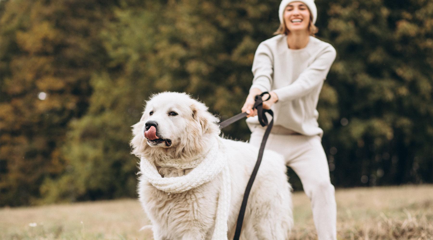 12 Ways To Stop Your Dog Pulling On Walks - Pet Parlour Australia