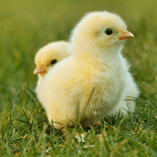 Poultry - Pet Parlour Australia