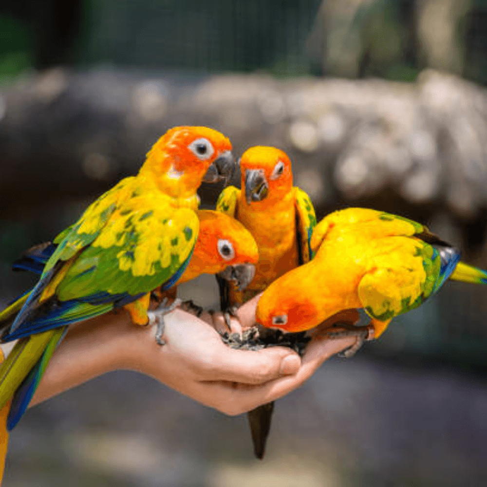 Bird Feed - Pet Parlour Australia