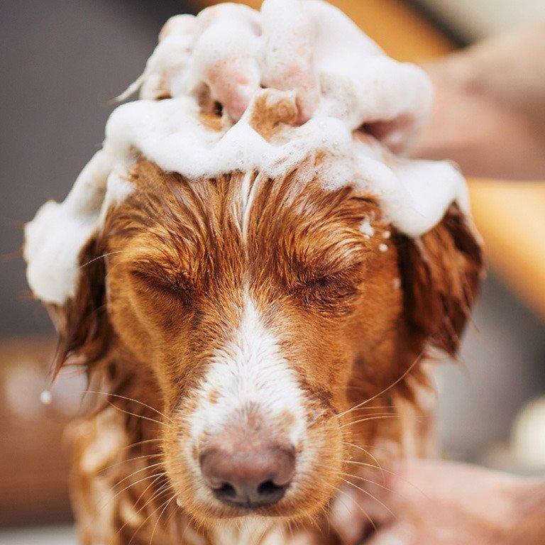 Dog Grooming, Hair Clippers, Shampoos and More - Pet Parlour Australia