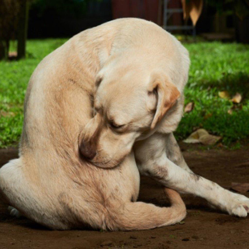 Dog Flea, Tick And Worm and Medicinal Treatment - Pet Parlour Australia