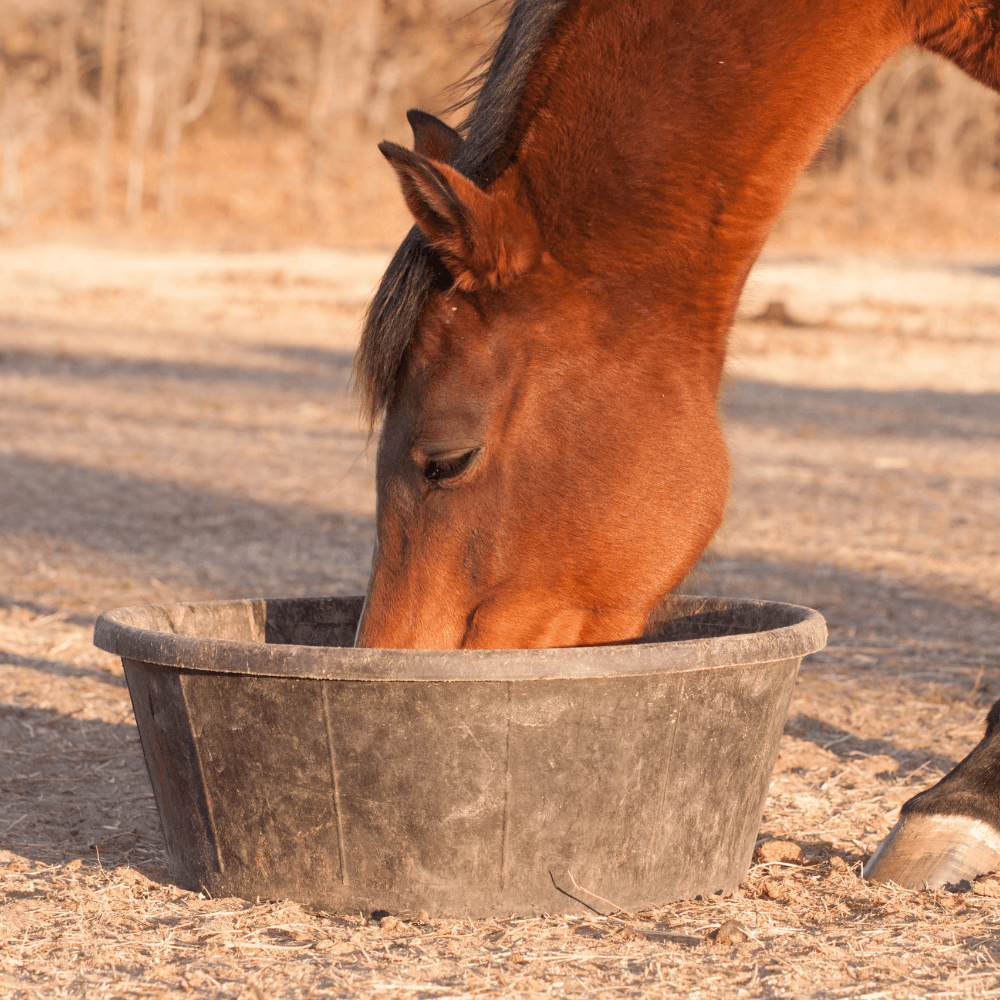 Horse Feeders - Pet Parlour Australia