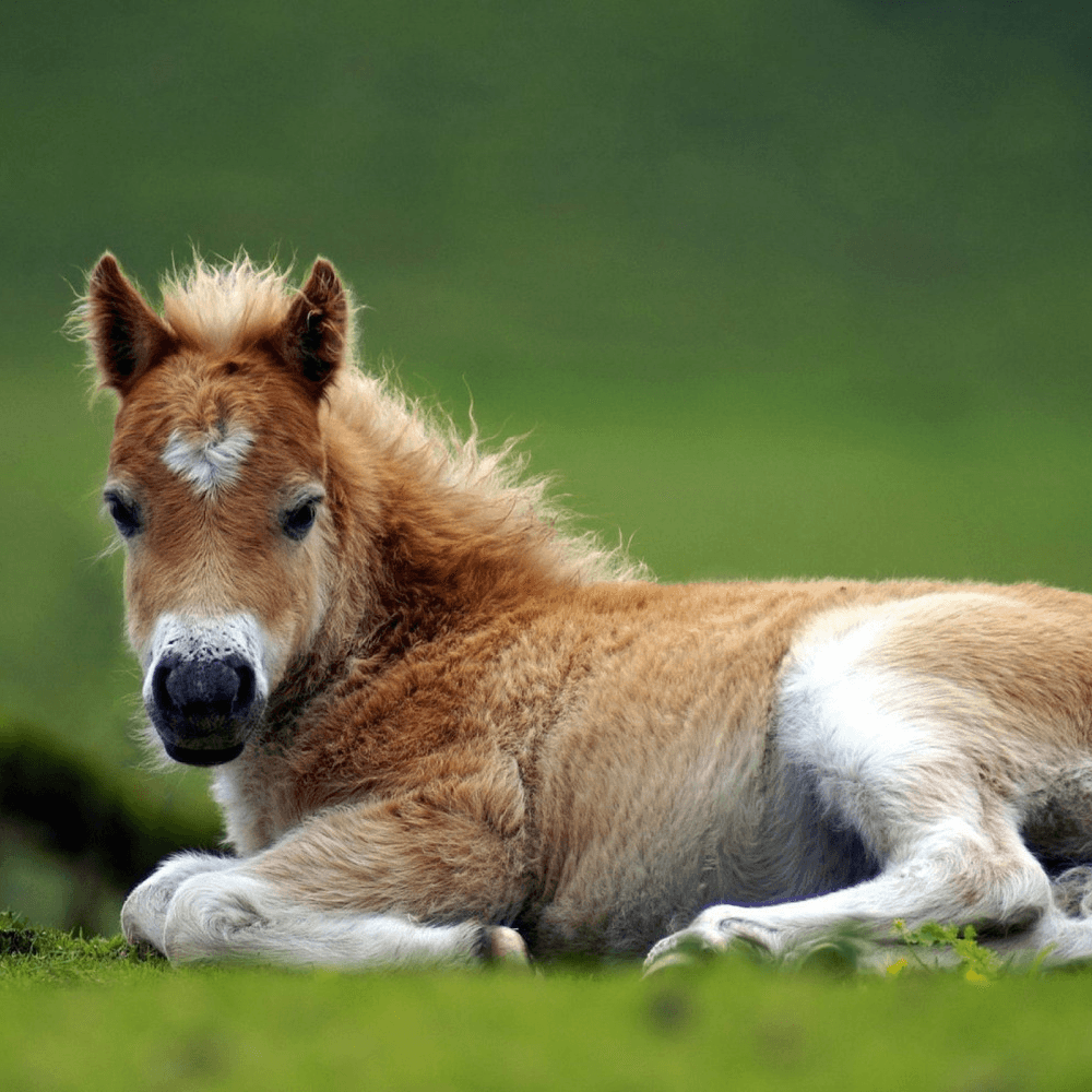 Horses - Pet Parlour Australia