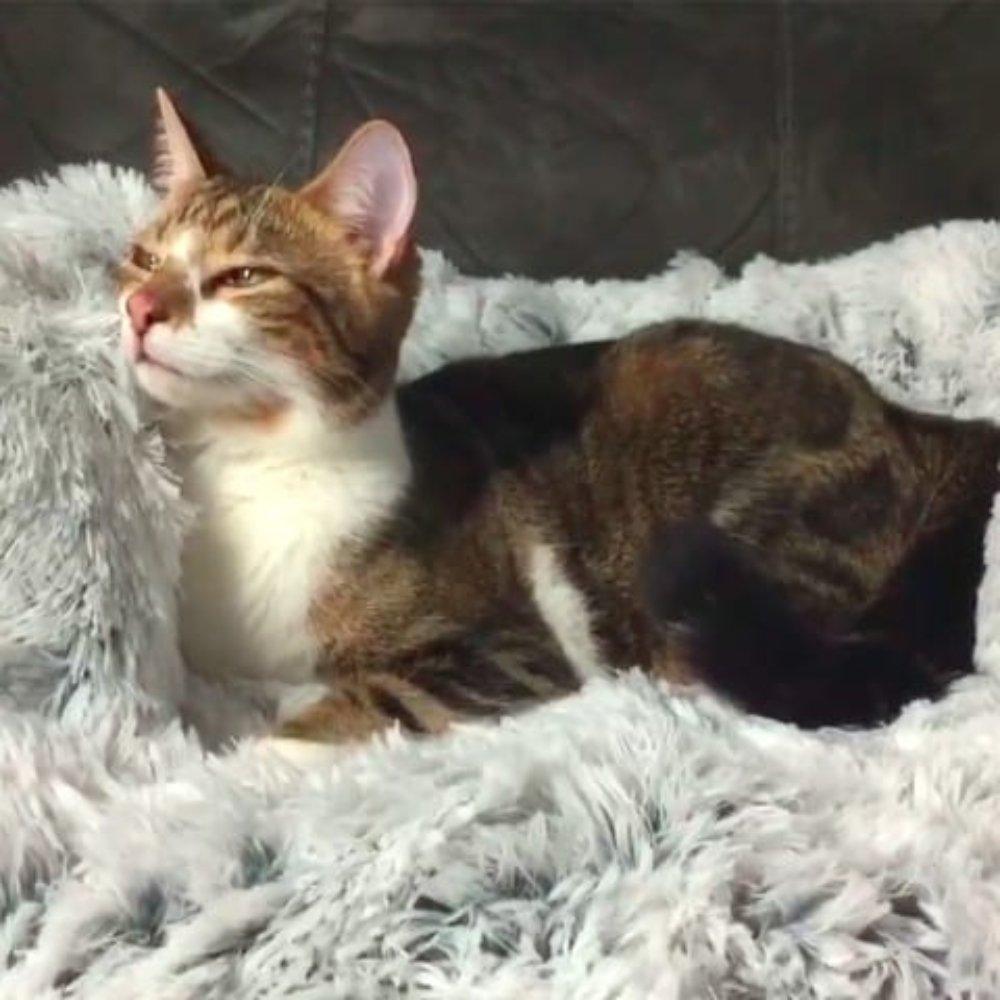 Cat Beds - Pet Parlour Australia