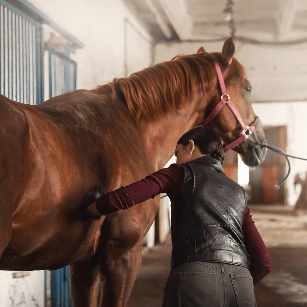 Horse Cleaning And Leather Care - Pet Parlour Australia