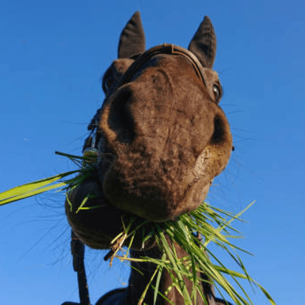 Horses Stockfeed - Pet Parlour Australia