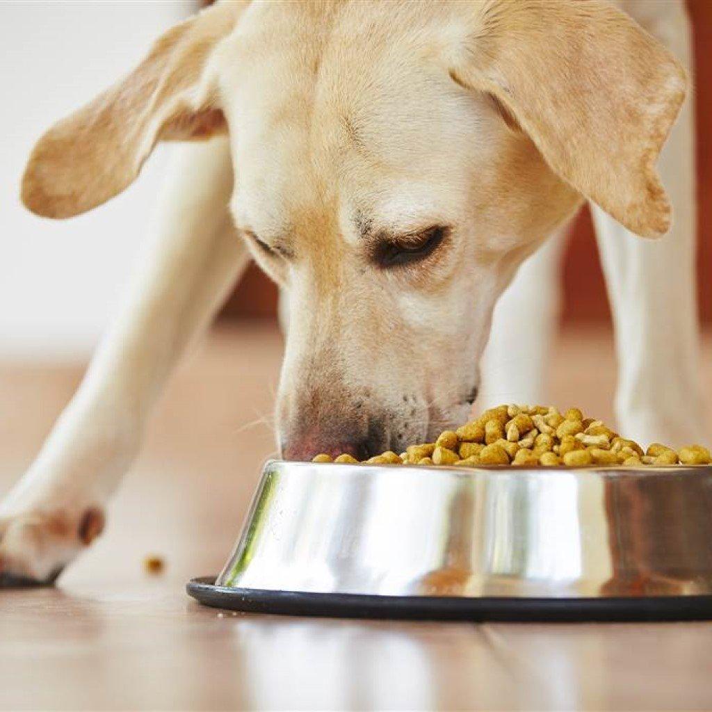 Dog Food and Treats - Pet Parlour Australia