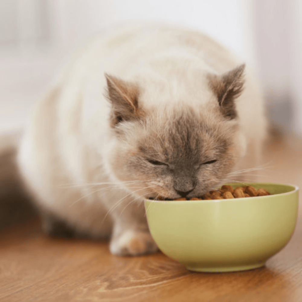 Cat Food and Treats - Pet Parlour Australia