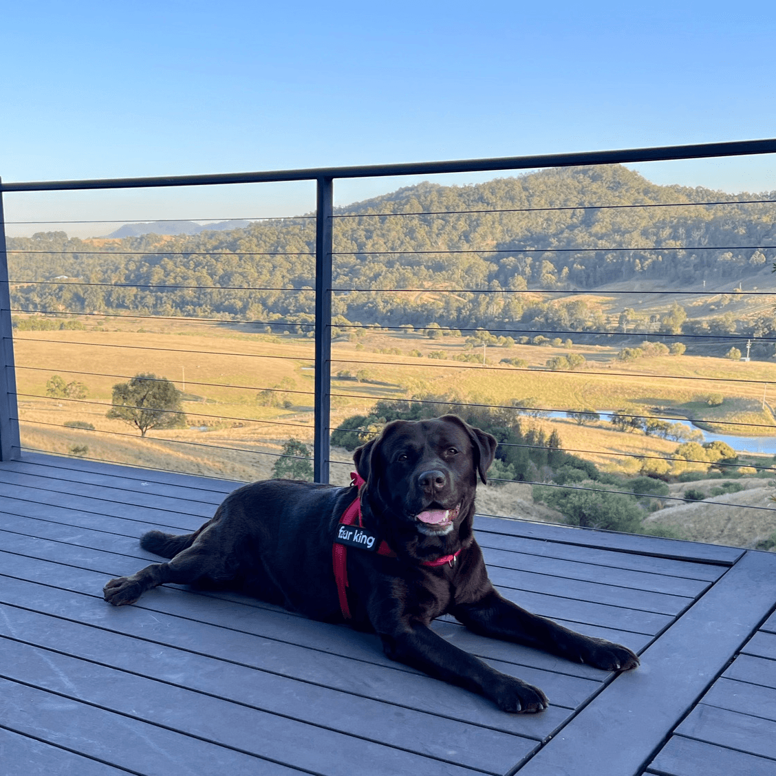 pet supplies online afterpay