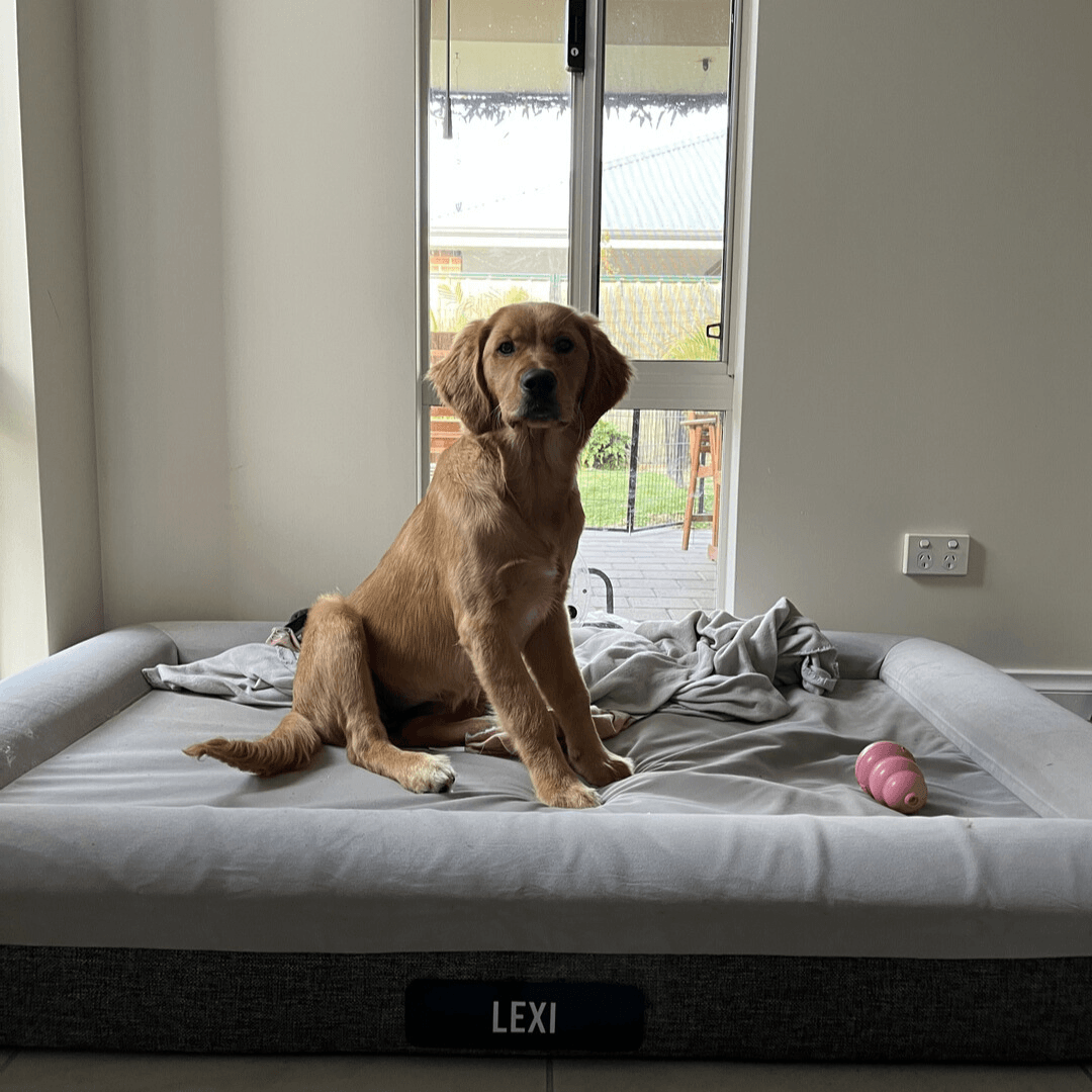 Fur King "Ortho" Orthopedic Dog Bed - Pet Parlour Australia