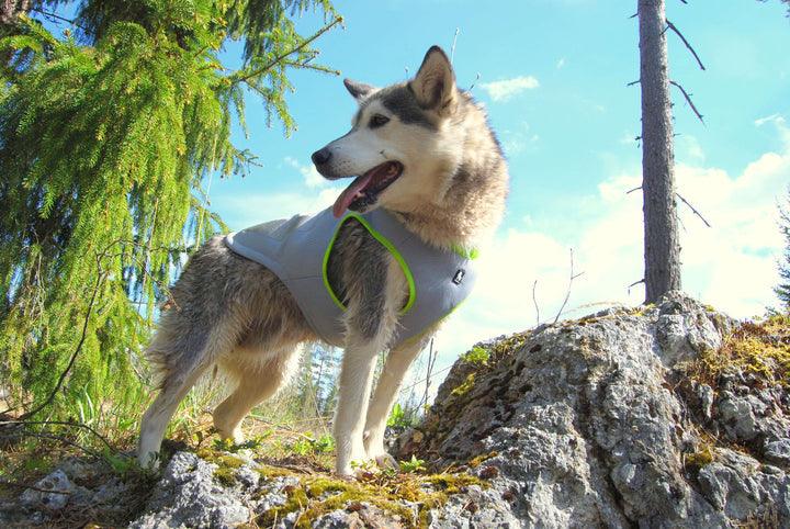 Cooling Vest Neon Yellow S - Pet Parlour Australia