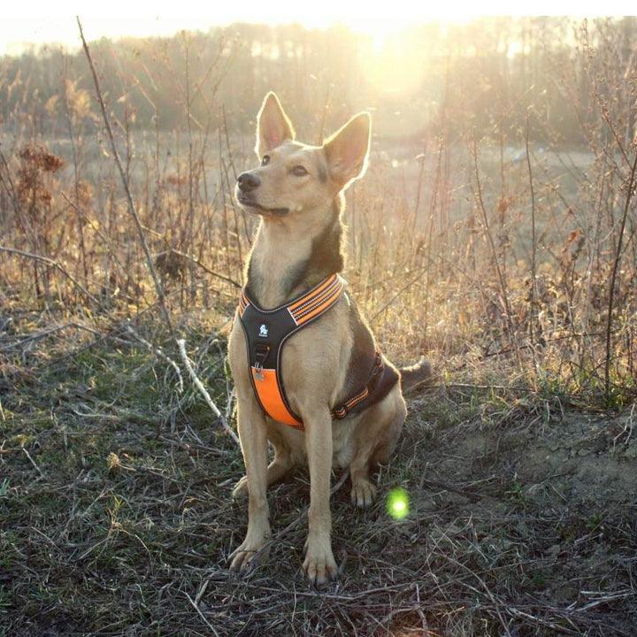 Reflective Heavy Duty Harness Orange S - Pet Parlour Australia