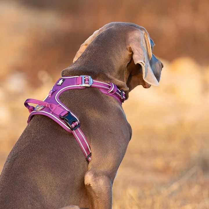 No Pull Harness Purple L - Pet Parlour Australia