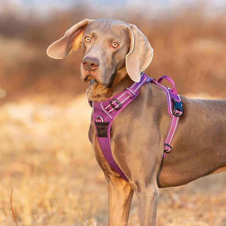 No Pull Harness Purple L - Pet Parlour Australia