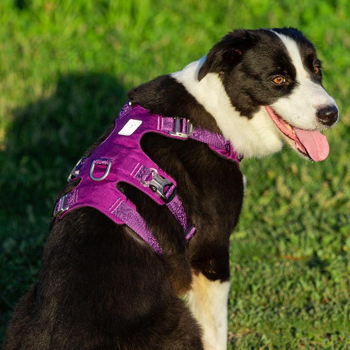 Whinhyepet Harness Purple L - Pet Parlour Australia